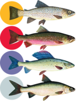 Långåfiskets four major: trout, rödning, harr, stylish