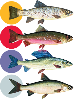 trout, char, grayling and whitefish